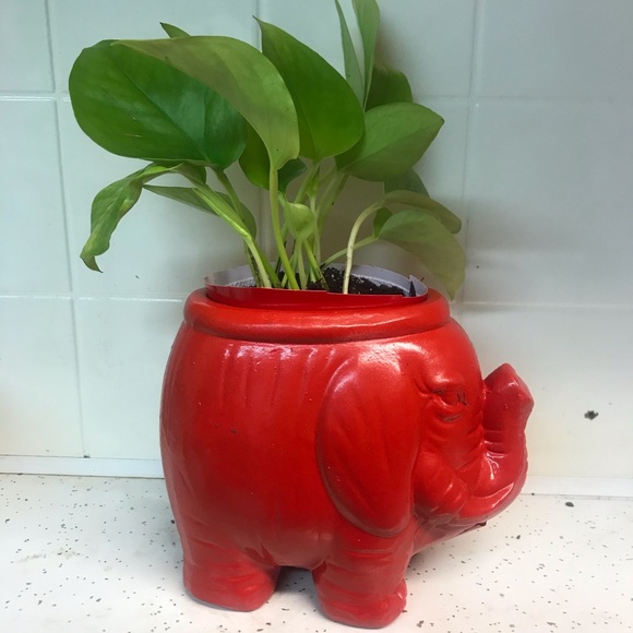 5 Rooted Starter Neon Pothos - Picture 3 of 11